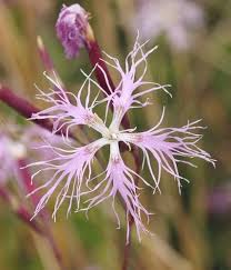 Image result for Dianthus superbus