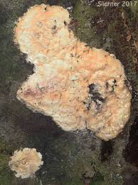 Attēlu rezultāti vaicājumam “Brefeldia maxima plasmodium”