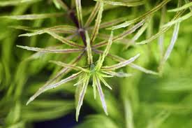 Attēlu rezultāti vaicājumam “Lentaria sp.”