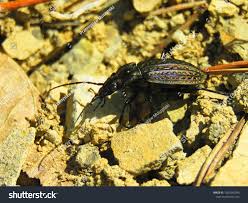 Attēlu rezultāti vaicājumam “Carabus hortensis”