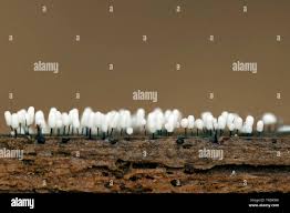 Attēlu rezultāti vaicājumam “Comatricha alta macro”