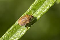 Attēlu rezultāti vaicājumam “Eurygaster testudinaria imago”