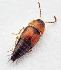 Attēlu rezultāti vaicājumam “Staphylinidae”