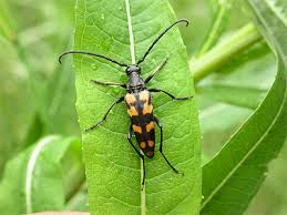 Attēlu rezultāti vaicājumam “Leptura quadrifasciata”
