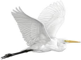 Attēlu rezultāti vaicājumam “Egretta alba adult”