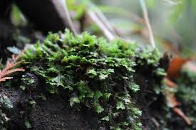 Attēlu rezultāti vaicājumam “Callicladium haldanianum”