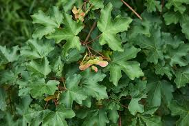 Attēlu rezultāti vaicājumam “Acer campestre flower”