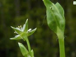 Attēlu rezultāti vaicājumam “Stellaria uliginosa”