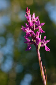 Attēlu rezultāti vaicājumam “Dactylorhiza russowii leaf”