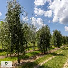 Attēlu rezultāti vaicājumam “Betula pendula Youngii”