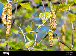 Attēlu rezultāti vaicājumam “Betula humilis male flower”