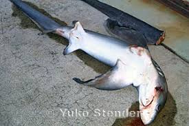 Image result for Alopias pelagicus