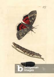 Attēlu rezultāti vaicājumam “Catocala nupta”