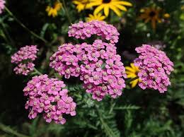 Attēlu rezultāti vaicājumam “Achillea millefolium flower”