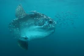 Image result for Mola alexandrini