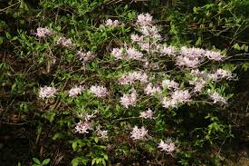 Attēlu rezultāti vaicājumam “Rhododendron periclymenoides flower”
