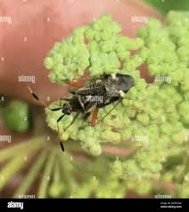 Attēlu rezultāti vaicājumam “Closterotomus biclavatus”