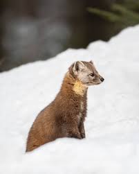 Attēlu rezultāti vaicājumam “Moerckia hibernica”