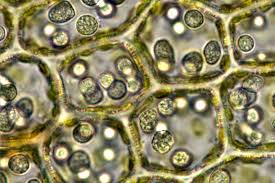 Attēlu rezultāti vaicājumam “Odontoschisma denudatum cells”