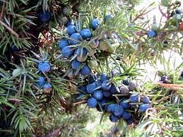 Attēlu rezultāti vaicājumam “Juniperus communis fruit”