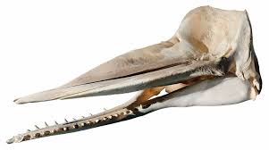 Image result for Physeter macrocephalus