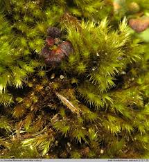 Attēlu rezultāti vaicājumam “Homalothecium sericeum”