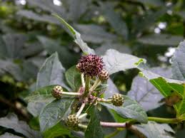 Attēlu rezultāti vaicājumam “Eleutherococcus sessiliflorus”