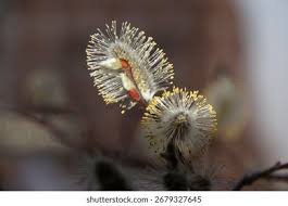 Attēlu rezultāti vaicājumam “Salix caprea male flower”