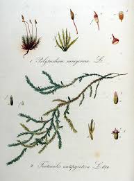 Attēlu rezultāti vaicājumam “Fontinalis antipyretica subsp. gracilis”