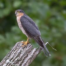 Attēlu rezultāti vaicājumam “Accipiter nisus female”