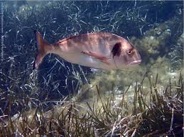 Image result for Sparus aurata