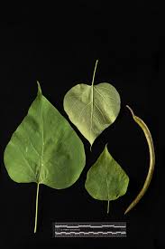 Attēlu rezultāti vaicājumam “Catalpa ovata leaf”