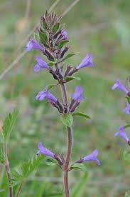 Attēlu rezultāti vaicājumam “Acinos arvensis flower”