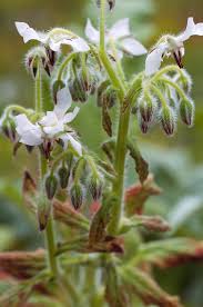 Attēlu rezultāti vaicājumam “Borago officinalis”