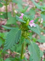 Attēlu rezultāti vaicājumam “Galeopsis tetrahit”
