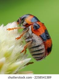 Attēlu rezultāti vaicājumam “Gonioctena viminalis”