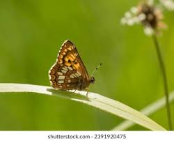 Attēlu rezultāti vaicājumam “Hamearis lucina upperside”