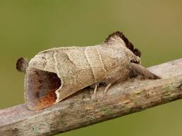 Attēlu rezultāti vaicājumam “Clostera curtula”