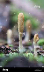 Attēlu rezultāti vaicājumam “Podostroma leucopus”