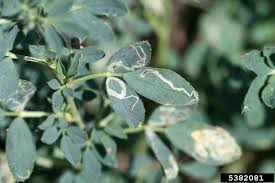 Attēlu rezultāti vaicājumam “Libanotis montana leaf”