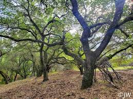 Attēlu rezultāti vaicājumam “Quercus”