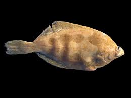 Image result for Limanda limanda