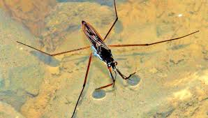 Attēlu rezultāti vaicājumam “Gerridae imago”