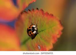 Attēlu rezultāti vaicājumam “Coccinella septempunctata imago”