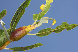 Attēlu rezultāti vaicājumam “Rabdophaga salicis”