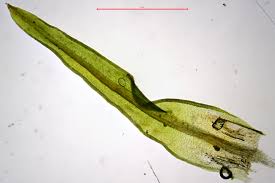 Attēlu rezultāti vaicājumam “Bryoerythrophyllum recurvirostrum sporophyte”