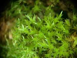 Attēlu rezultāti vaicājumam “Dicranella staphylina”