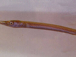 Attēlu rezultāti vaicājumam “Belone belone”