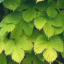 Attēlu rezultāti vaicājumam “Humulus lupulus leaf”