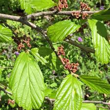 Attēlu rezultāti vaicājumam “Hamamelis vernalis leaf”